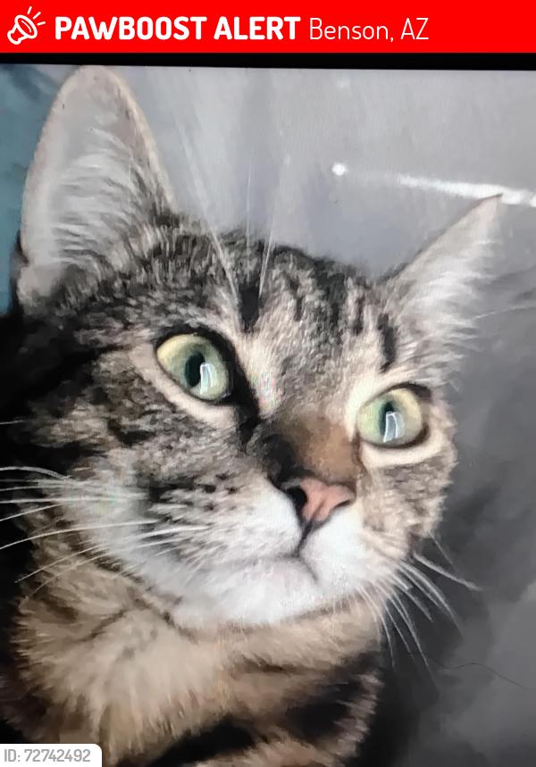 Lost Female Cat last seen Rv park benson az , Benson, AZ 85602