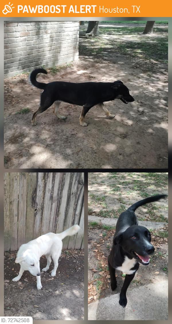Found/Stray Unknown Dog last seen West Cypress Forest and Cypresswood Dr 77070, Houston, TX 77070