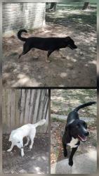 Found/Stray Unknown Dog last seen West Cypress Forest and Cypresswood Dr 77070, Houston, TX 77070