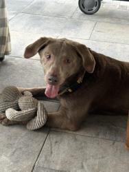Found/Stray Female Dog last seen Hendricks Kennens, Sharp Rd, TX 77493