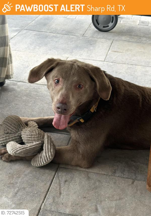 Found/Stray Female Dog last seen Hendricks Kennens, Sharp Rd, TX 77493
