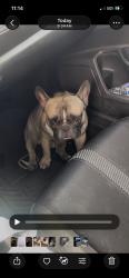 Found/Stray Male Dog last seen Near van ness and 108th, Inglewood, CA 90303