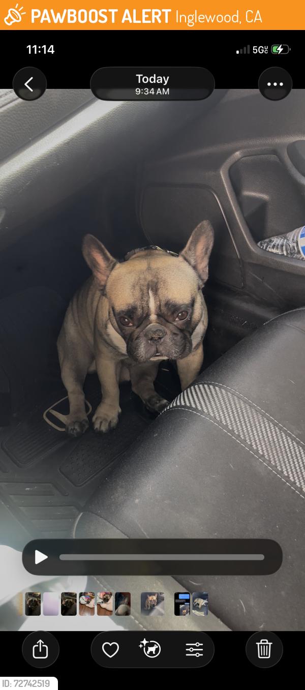 Found/Stray Male Dog last seen Near van ness and 108th, Inglewood, CA 90303