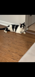 Lost Female Cat last seen Central ave, New Providence , New Providence, NJ 07974