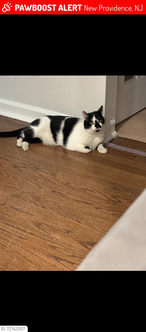 Lost Female Cat last seen Central ave, New Providence , New Providence, NJ 07974