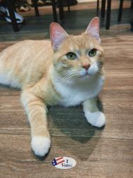 Lost Male Cat last seen Exit 15b & 15c off highway 64 heading east, Louisville, KY 40220
