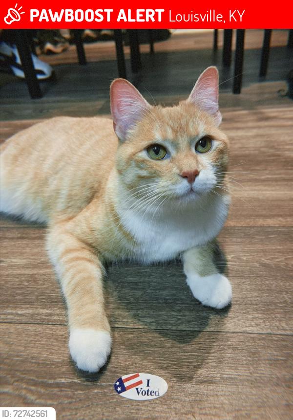 Lost Male Cat last seen Exit 15b & 15c off highway 64 heading east, Louisville, KY 40220