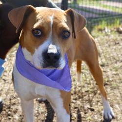 Shelter Stray Female Dog last seen Near BLOCK GUTHRIE, San Antonio, TX 78227