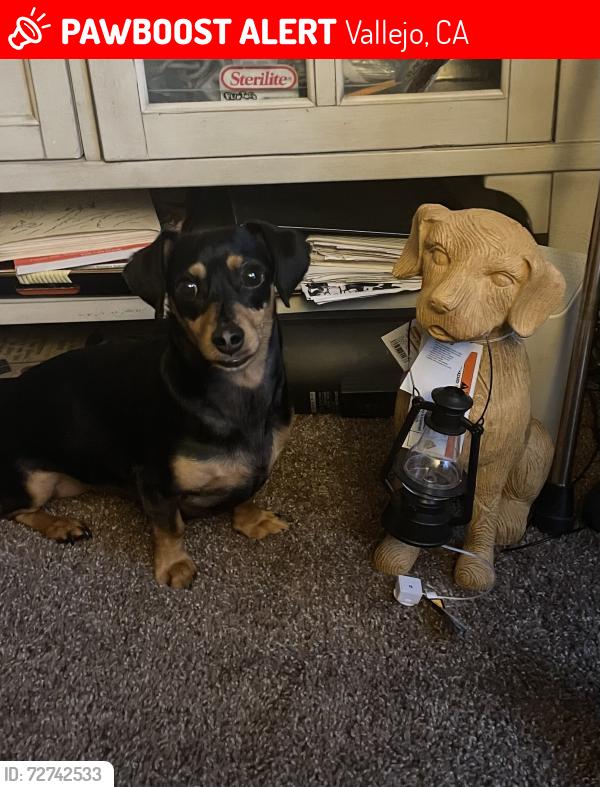 Lost Female Dog last seen El Camino real/valle verde, Vallejo, CA 94590