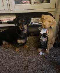 Lost Female Dog last seen El Camino real/valle verde, Vallejo, CA 94590