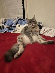 Lost Female Cat last seen Riverside applied learning center, Fort Worth, TX 76111