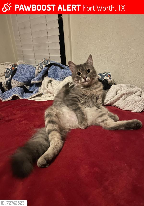 Lost Female Cat last seen Riverside applied learning center, Fort Worth, TX 76111