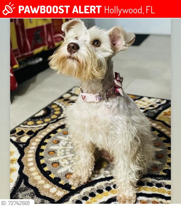 Lost Female Dog last seen Taft, Hollywood, FL 33021