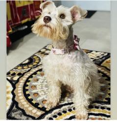 Lost Female Dog last seen Taft, Hollywood, FL 33021