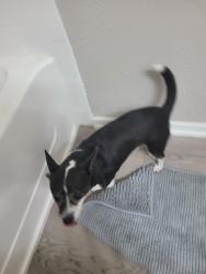 Found/Stray Male Dog last seen N Normandale St, near the round about., Fort Worth, TX 76116