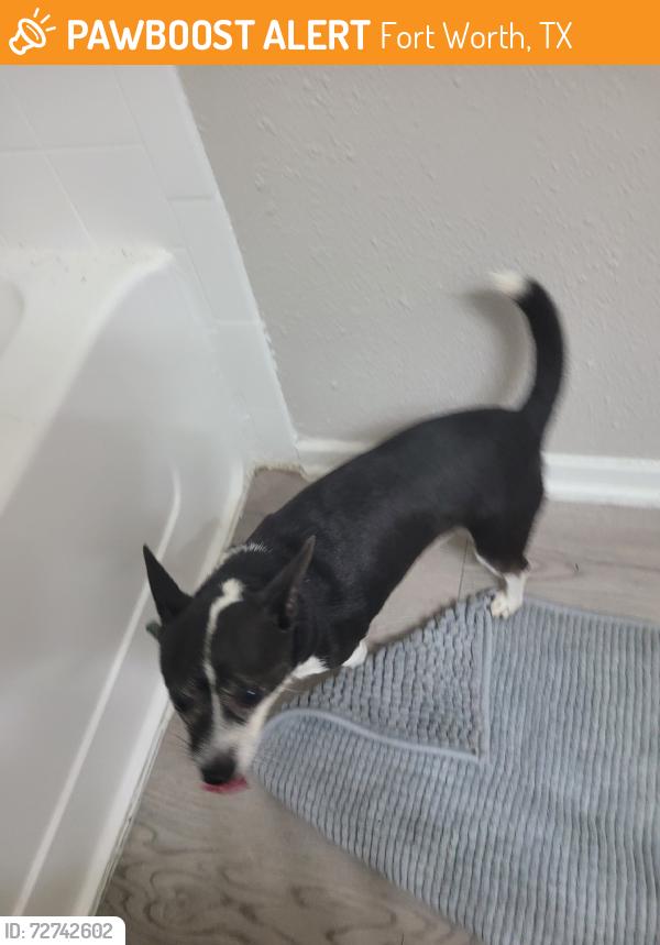 Found/Stray Male Dog last seen N Normandale St, near the round about., Fort Worth, TX 76116