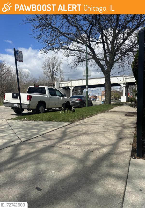 Found/Stray Unknown Dog last seen 49th & S Hoyne, Chicago, IL 60609