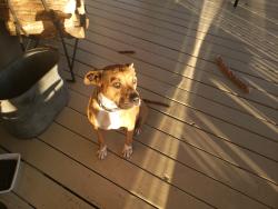 Found/Stray Female Dog last seen Gateway restaurant Spokane, MO, Spokane, MO 65754