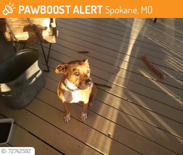 Found/Stray Female Dog last seen Gateway restaurant Spokane, MO, Spokane, MO 65754