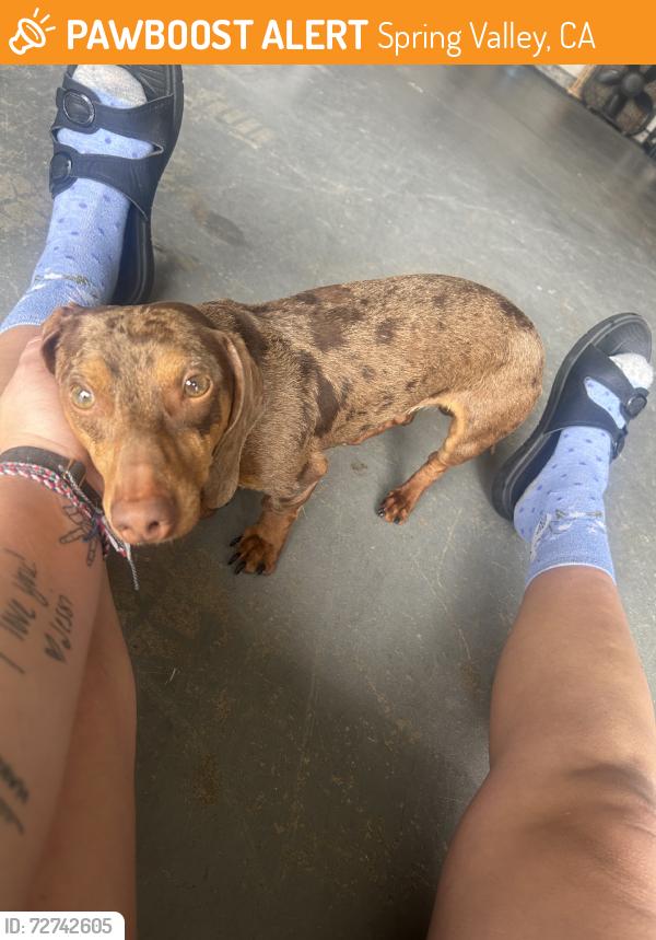 Found/Stray Male Dog last seen Vecino ct, Spring Valley, CA 91977