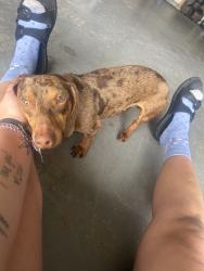 Found/Stray Male Dog last seen Vecino ct, Spring Valley, CA 91977