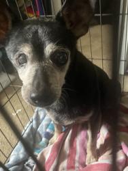 Found/Stray Male Dog last seen Walker mill road, Randleman , Randleman, NC 27350