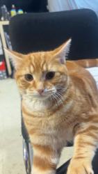 Reunited Male Cat last seen gilbert & buller ave, Winnipeg, MB R2X