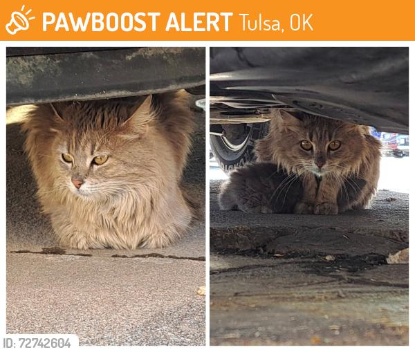 Found/Stray Female Cat last seen 21st & Memorial, Tulsa, OK 74129