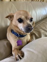 Lost Male Dog last seen 3rd Ave and Juniper , Murrieta, CA 92562