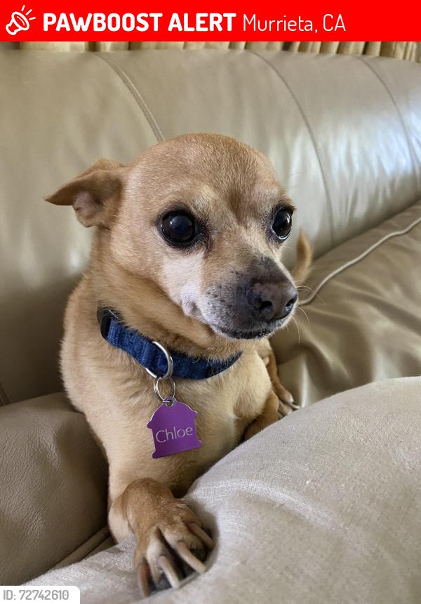 Lost Male Dog last seen 3rd Ave and Juniper , Murrieta, CA 92562