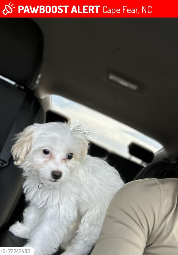 Lost Female Dog last seen Turnbull rd 28312, Cape Fear, NC 28312