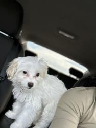 Lost Female Dog last seen Turnbull rd 28312, Cape Fear, NC 28312