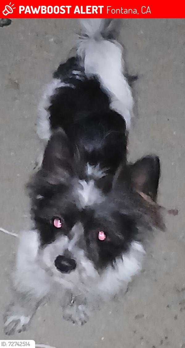 Lost Male Dog last seen Slover /citrus , Fontana, CA 92337