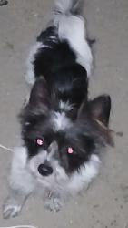 Lost Male Dog last seen Slover /citrus , Fontana, CA 92337