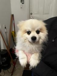 Found/Stray Male Dog last seen Chelton place , London, ON N6M 1M2