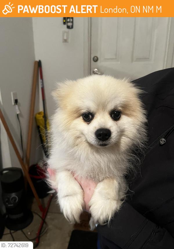Found/Stray Male Dog last seen Chelton place , London, ON N6M 1M2