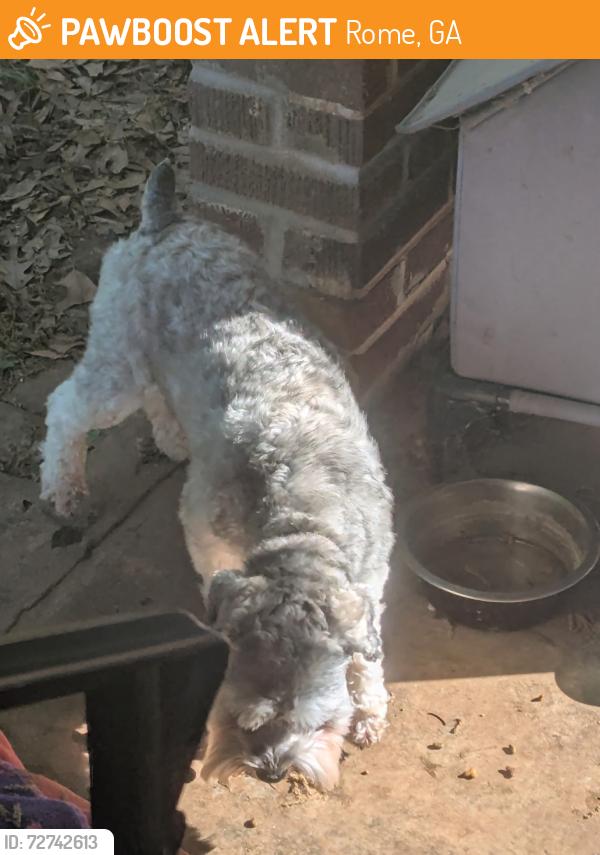 Found/Stray Unknown Dog last seen Near flora avenue se, Rome georgia, Rome, GA 30161
