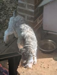 Found/Stray Unknown Dog last seen Near flora avenue se, Rome georgia, Rome, GA 30161