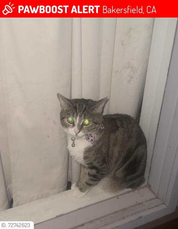 Lost Female Cat last seen Near Maywood Dr , Bakersfield, CA 93306