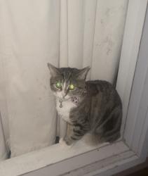 Lost Female Cat last seen Near Maywood Dr , Bakersfield, CA 93306