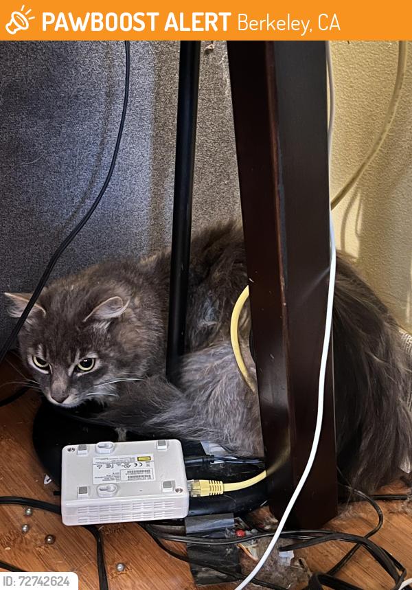 Found/Stray Unknown Cat last seen Near Lincoln St. Berkeley , Berkeley, CA 94702