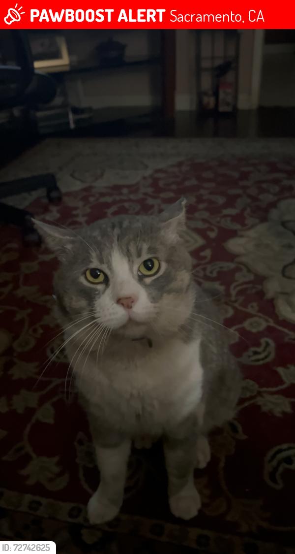 Lost Male Cat last seen 17th and h street, Sacramento, CA 95811