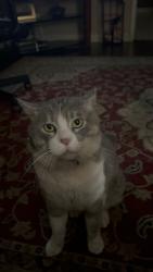 Lost Male Cat last seen 17th and h street, Sacramento, CA 95811