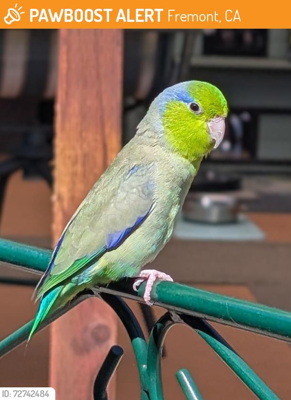 Found/Stray Male Bird last seen Valpey Park Drive (Steven Millard Elementary School), Fremont, CA 94538