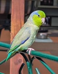 Found/Stray Male Bird last seen Valpey Park Drive (Steven Millard Elementary School), Fremont, CA 94538