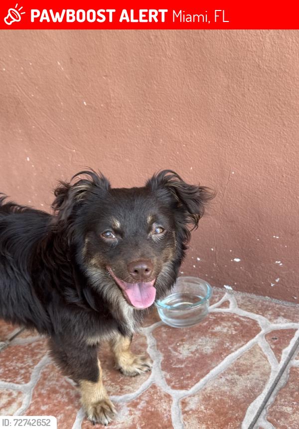 Lost Male Dog last seen Near , Miami, FL 33150