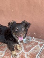 Lost Male Dog last seen Near , Miami, FL 33150