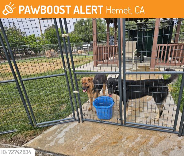 Found/Stray Female Dog last seen California avenue, Hemet, CA 92545
