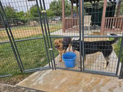 Found/Stray Female Dog last seen California avenue, Hemet, CA 92545