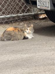 Found/Stray Unknown Cat last seen Alabama St and Vanowen , Los Angeles, CA 91303